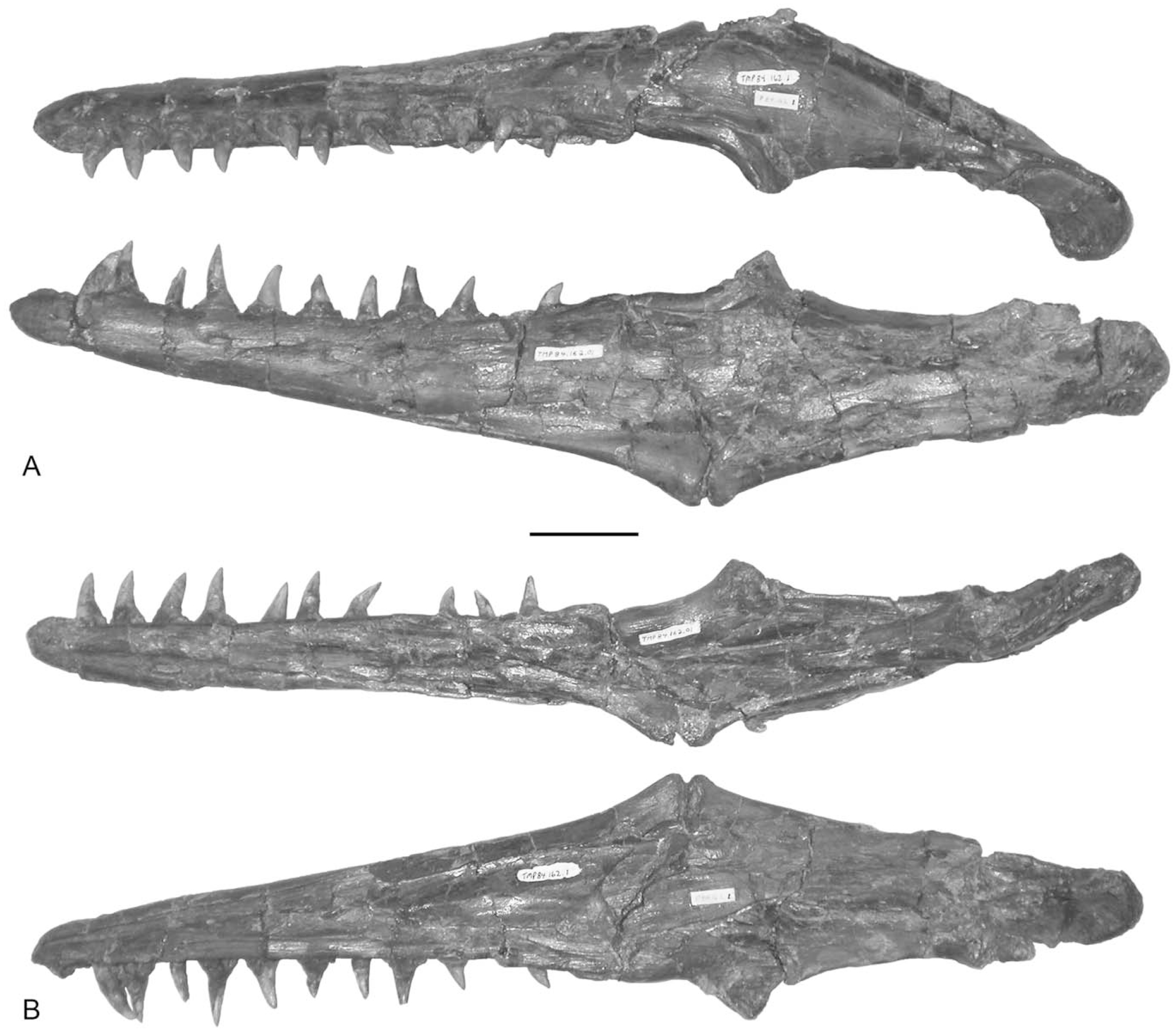 Two New Plioplatecarpine (Squamata, Mosasauridae) Genera from the Upper ...