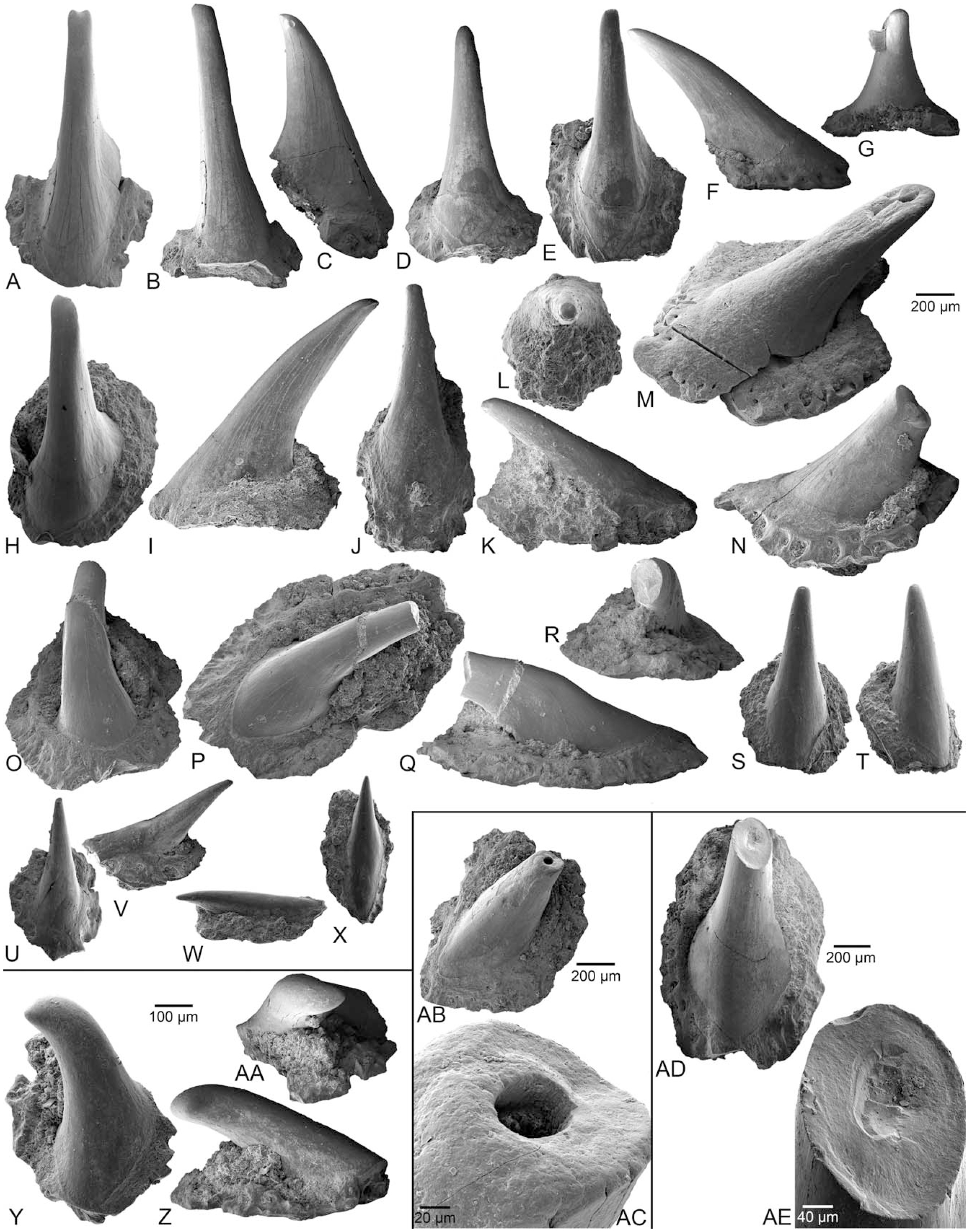 An Embryonic Mandibular Tooth Plate and Associated Remains of a Late ...