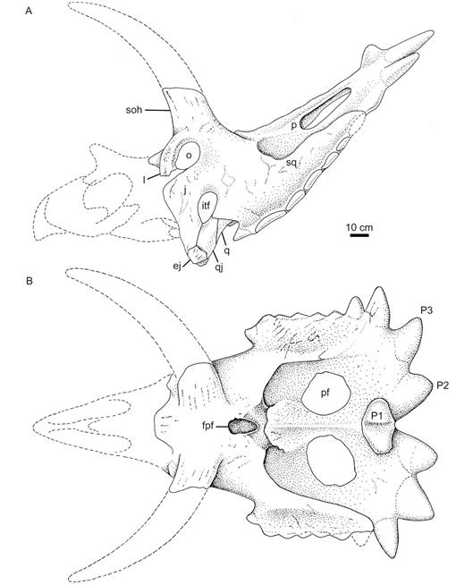 anchiceratops skull