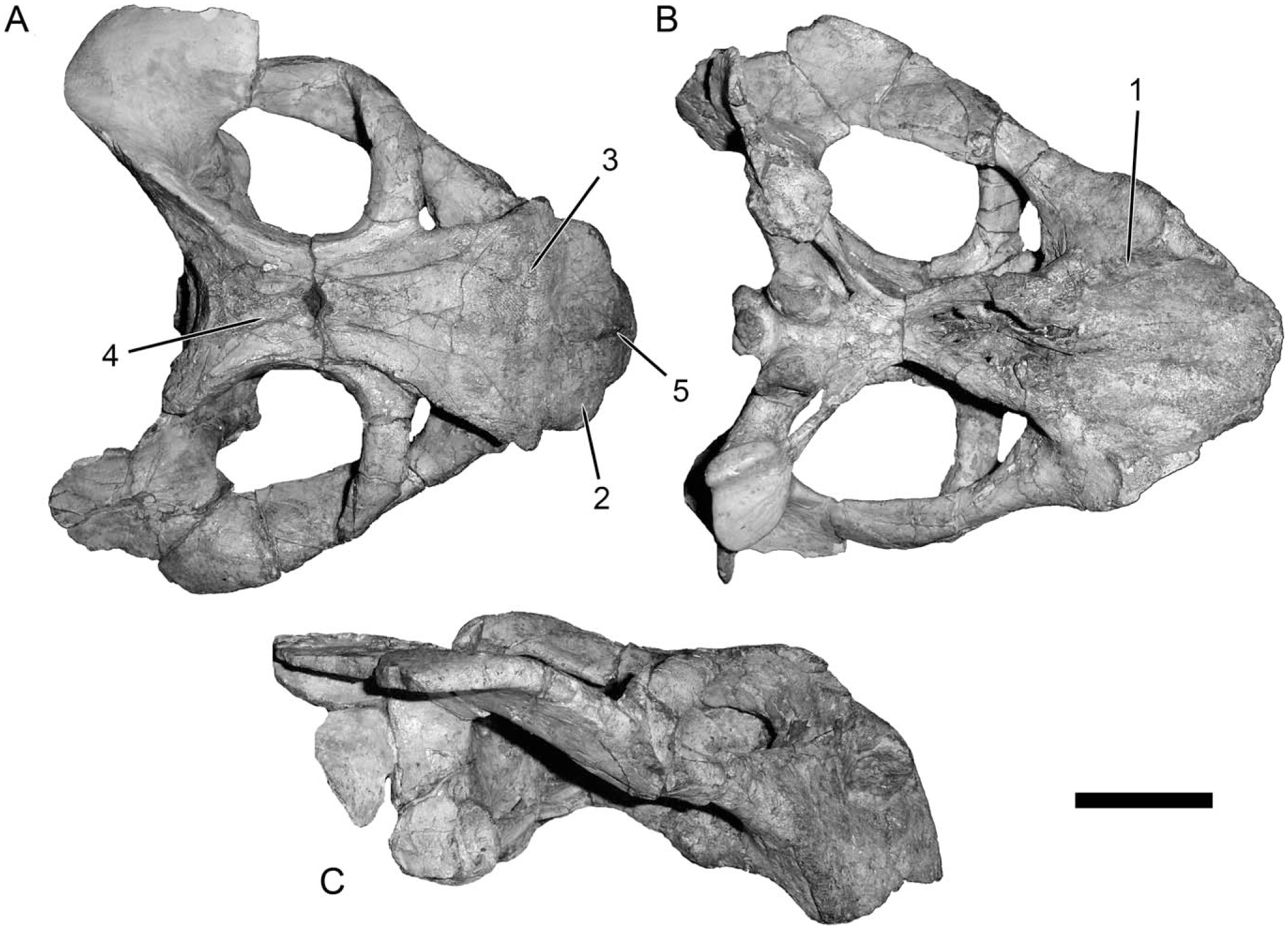 A Comprehensive Taxonomic Revision of Dicynodon (Therapsida ...