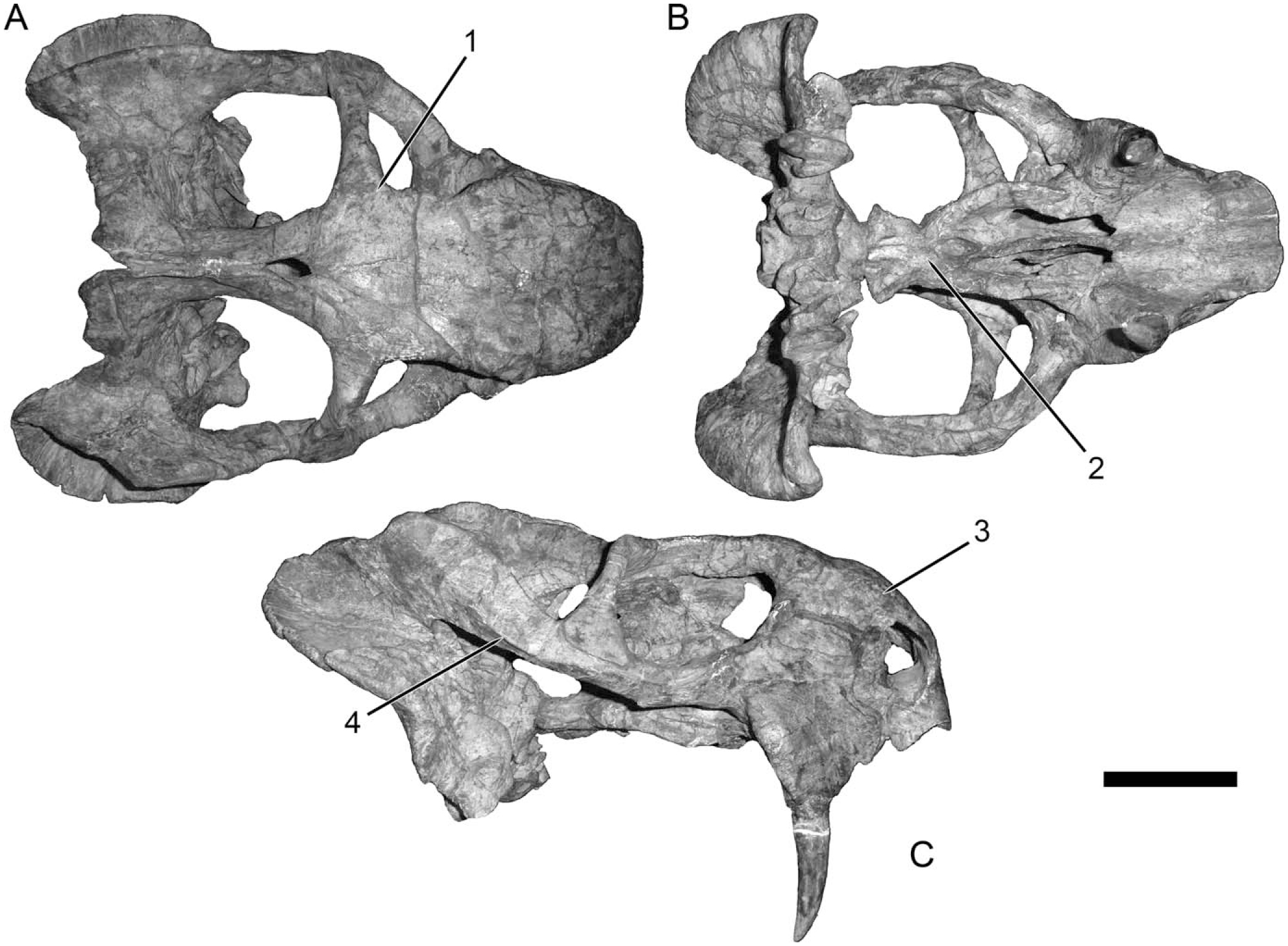 A Comprehensive Taxonomic Revision of Dicynodon (Therapsida ...