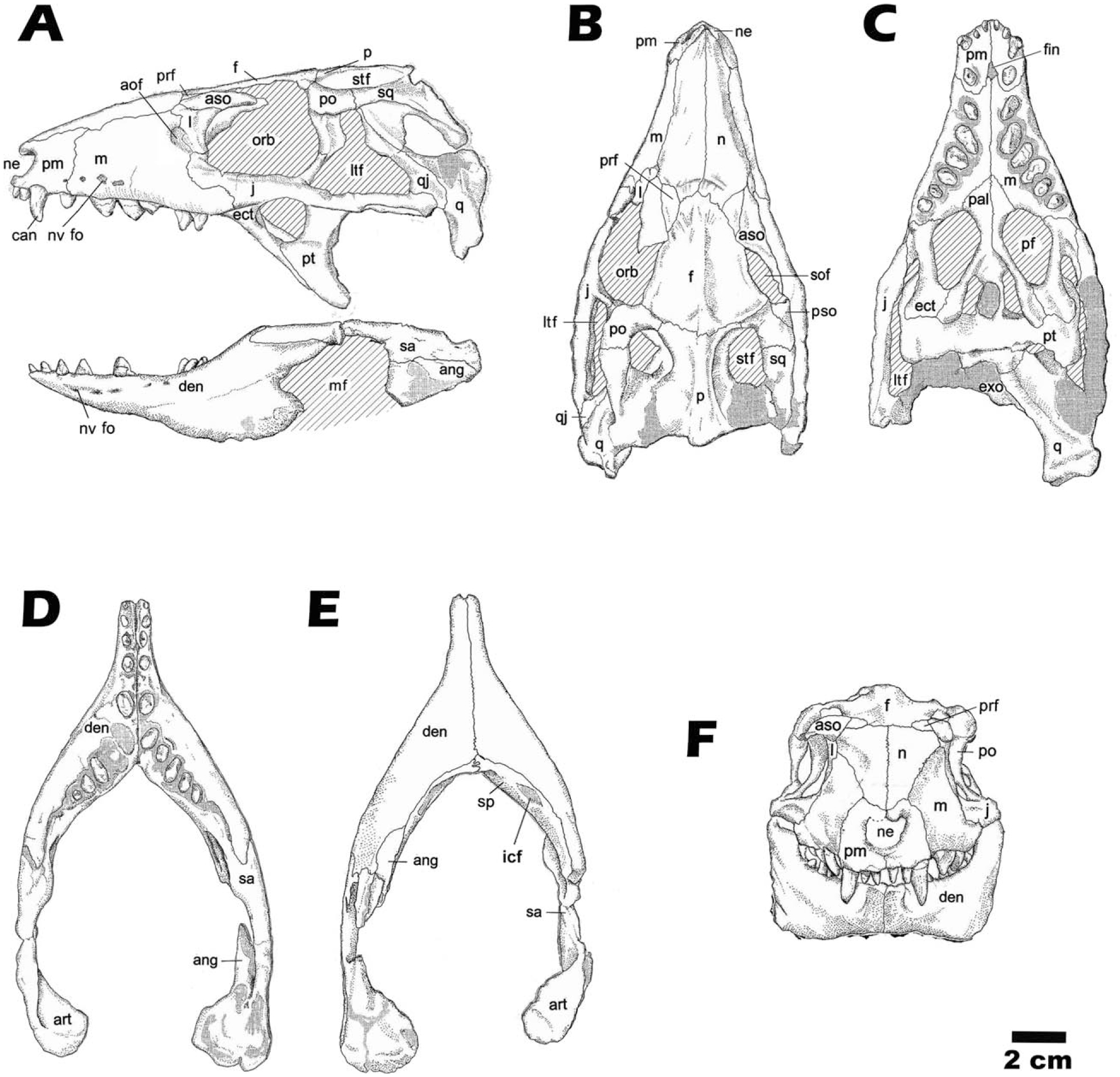 Caipirasuchus paulistanus, a New Sphagesaurid (Crocodylomorpha ...