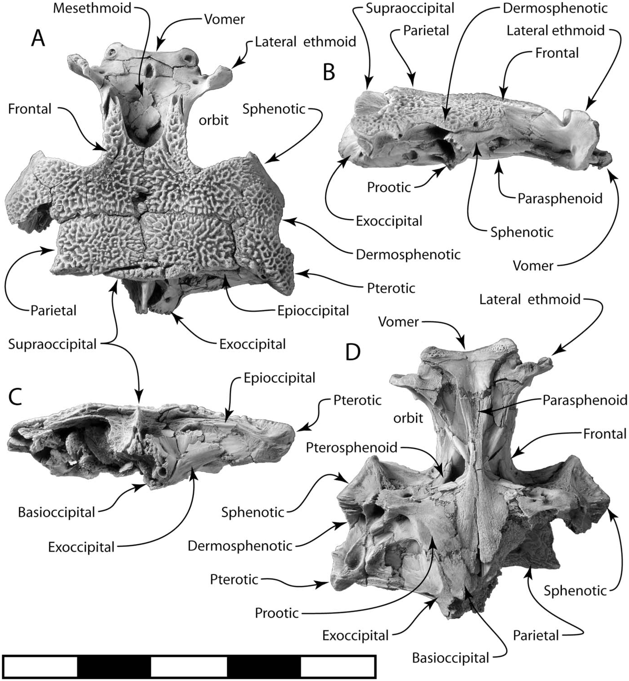 Stargazer (Teleostei, Uranoscopidae) Cranial Remains from the Miocene ...