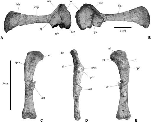 The Locomotor Musculature of Basal Ornithischian Dinosaurs