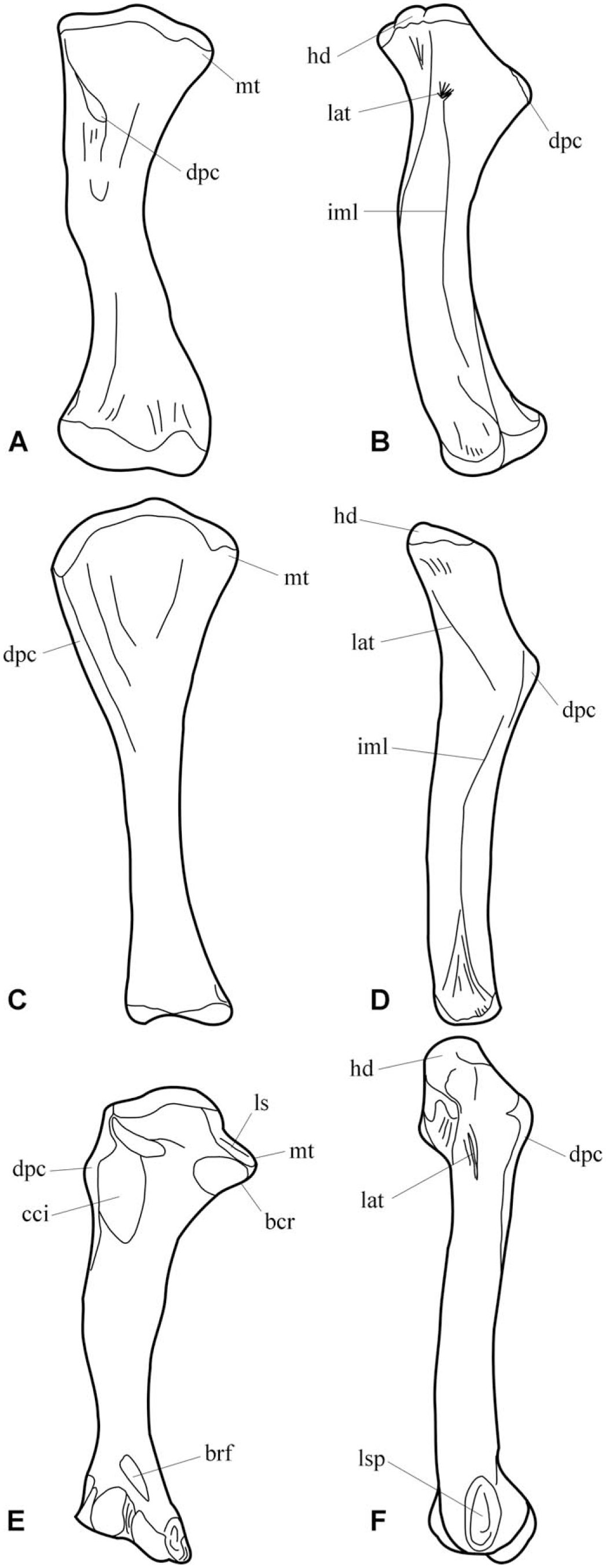 The Locomotor Musculature of Basal Ornithischian Dinosaurs