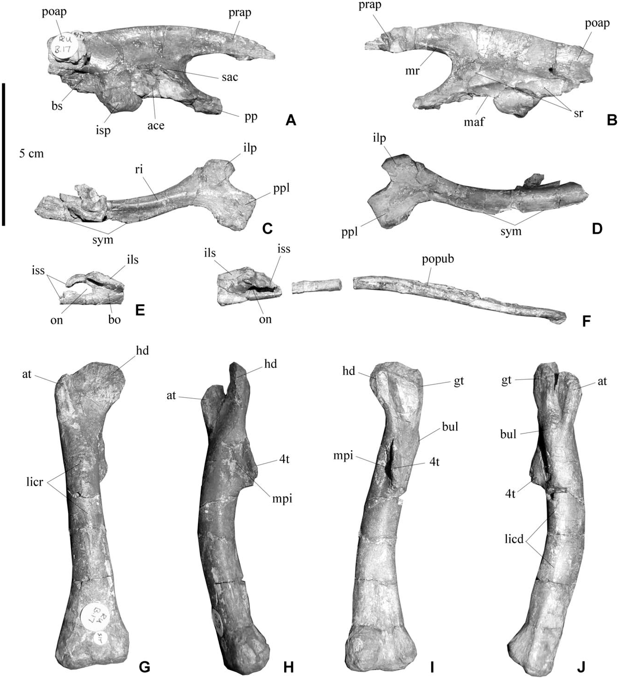 The Locomotor Musculature of Basal Ornithischian Dinosaurs