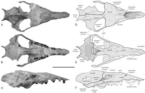 Aegyptocetus tarfa, n. gen. et sp. (Mammalia, Cetacea), from the Middle ...