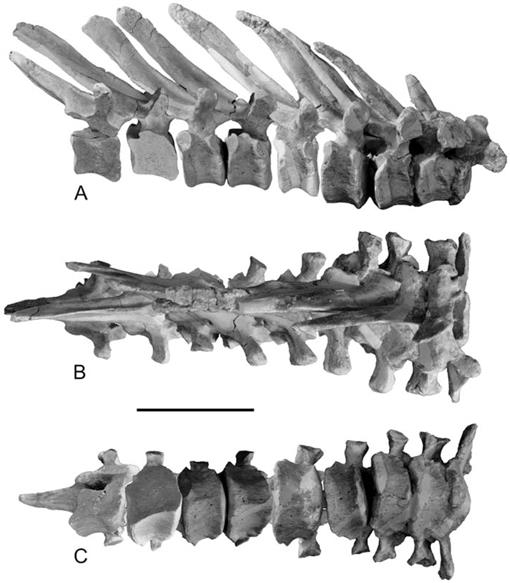 Aegyptocetus tarfa, n. gen. et sp. (Mammalia, Cetacea), from the Middle ...