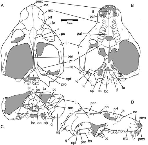 New Material Of Dadadon Isaloi (cynodontia, Traversodontidae) From The 