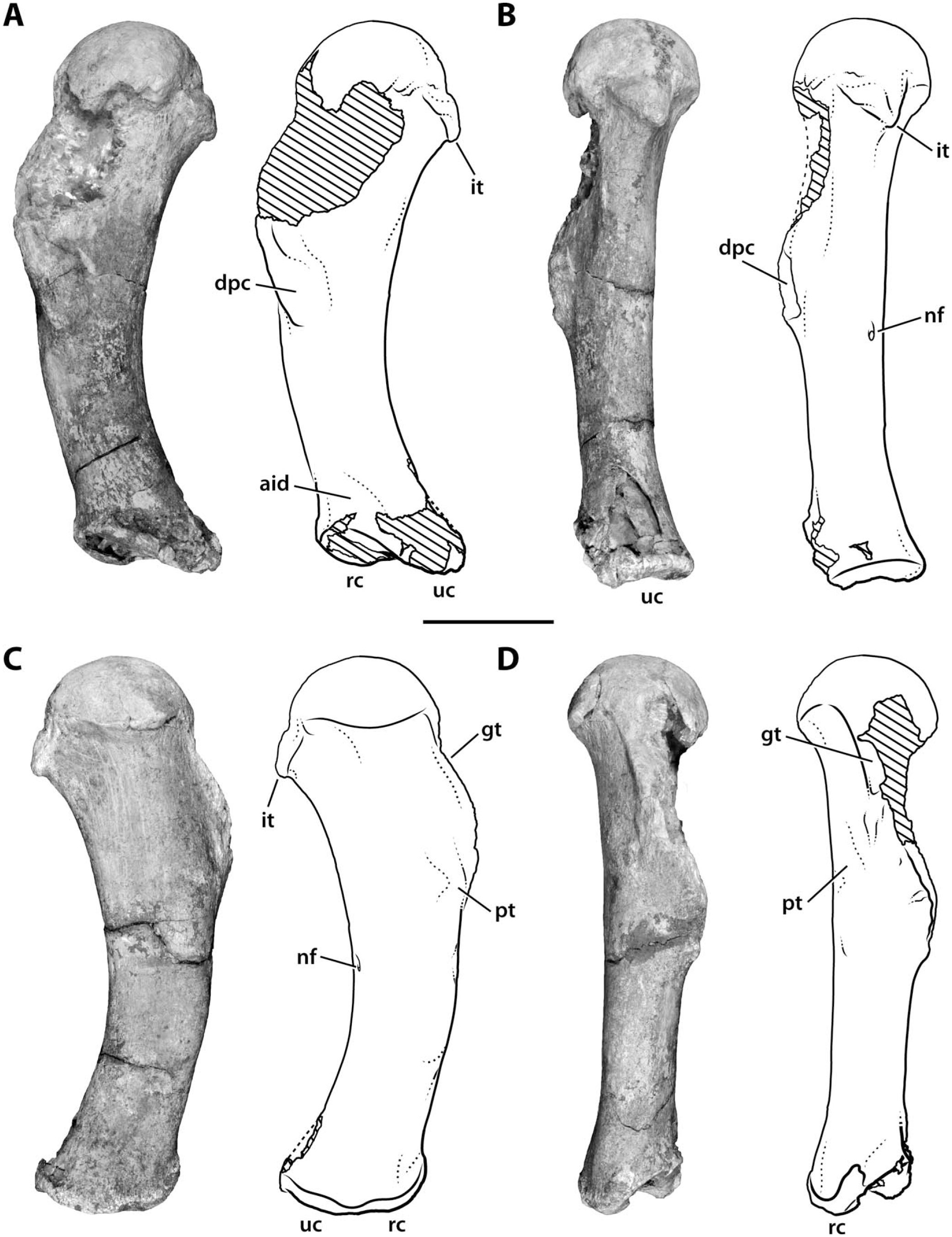 An Articulated Pectoral Girdle and Forelimb of the Abelisaurid Theropod ...