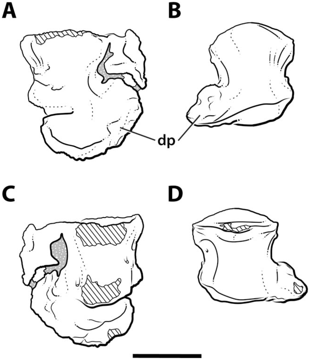 An Articulated Pectoral Girdle and Forelimb of the Abelisaurid Theropod ...