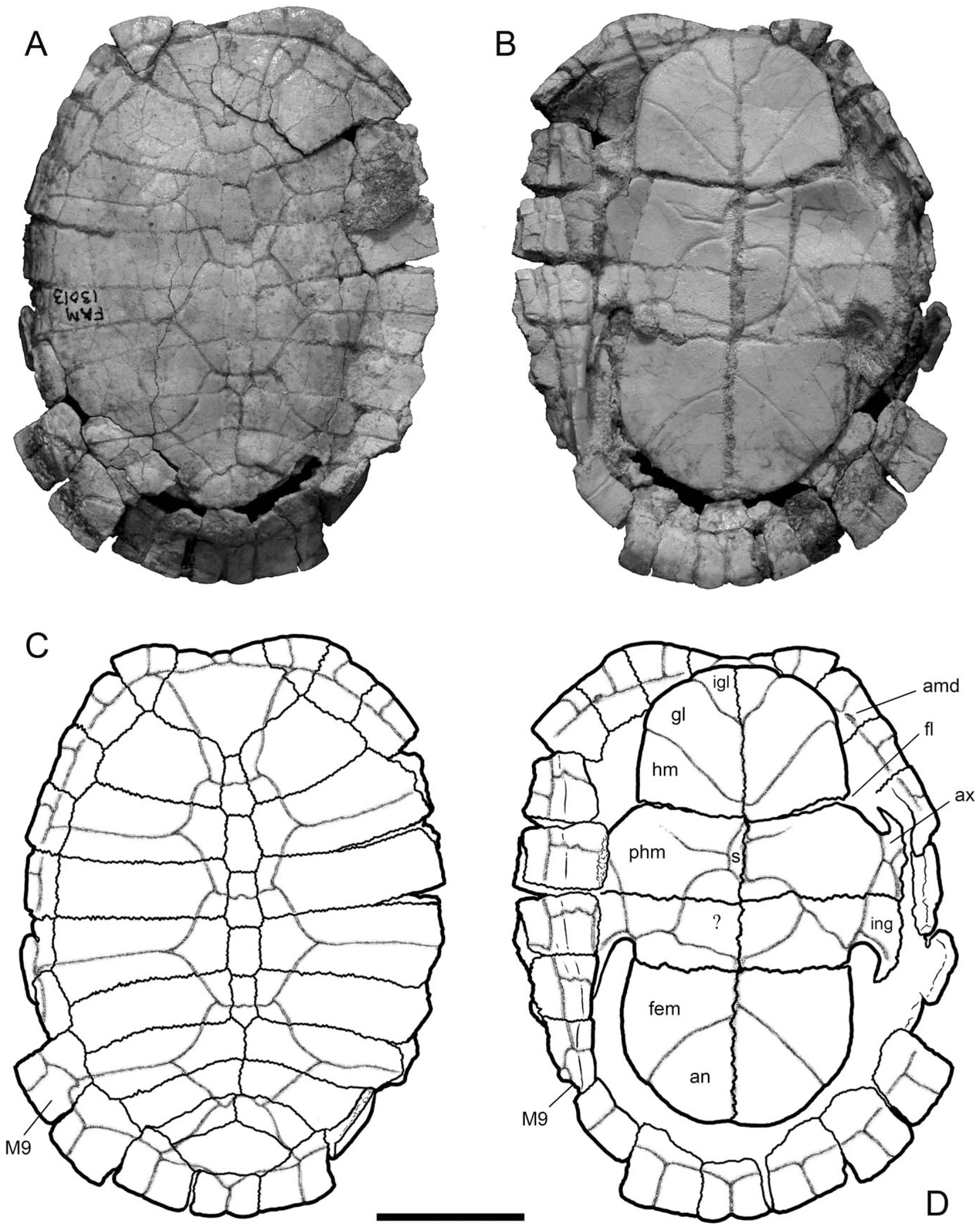 An Extinct Mud Turtle of the Kinosternon flavescens Group (Testudines ...