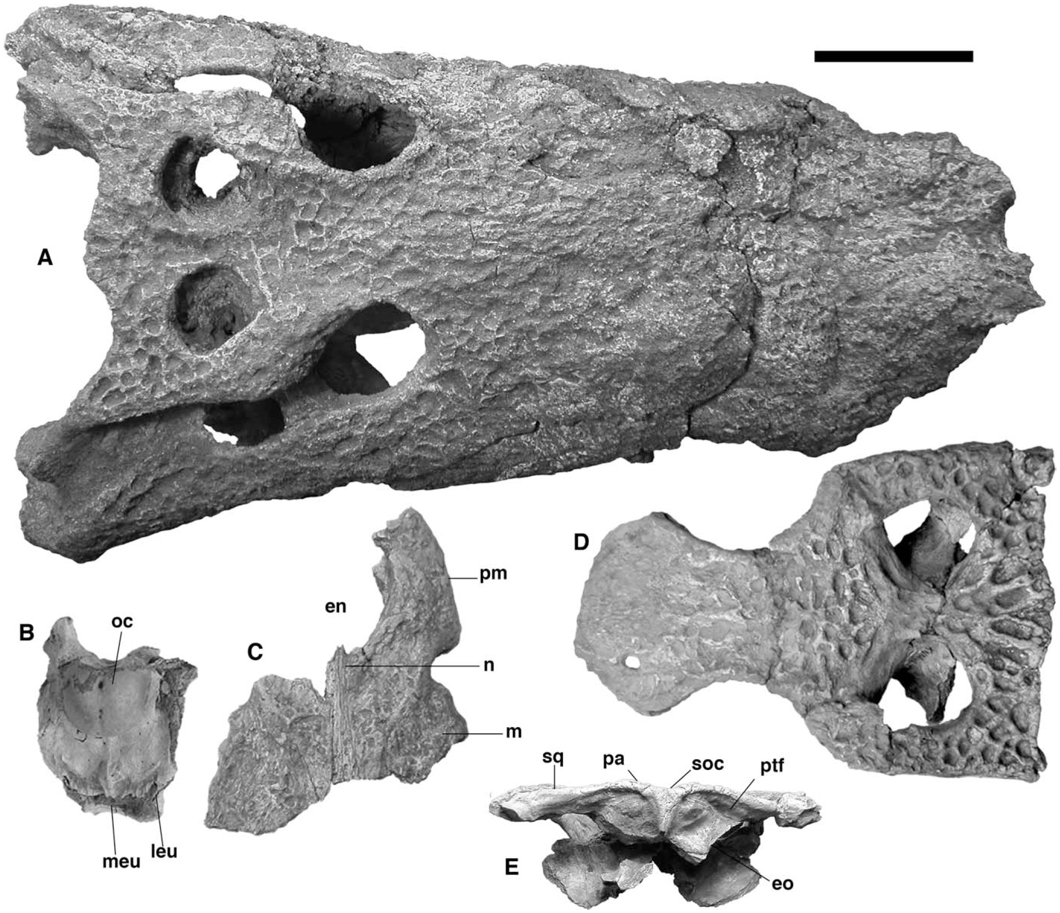 A Giant Crocodile from the Plio-Pleistocene of Kenya, the Phylogenetic ...