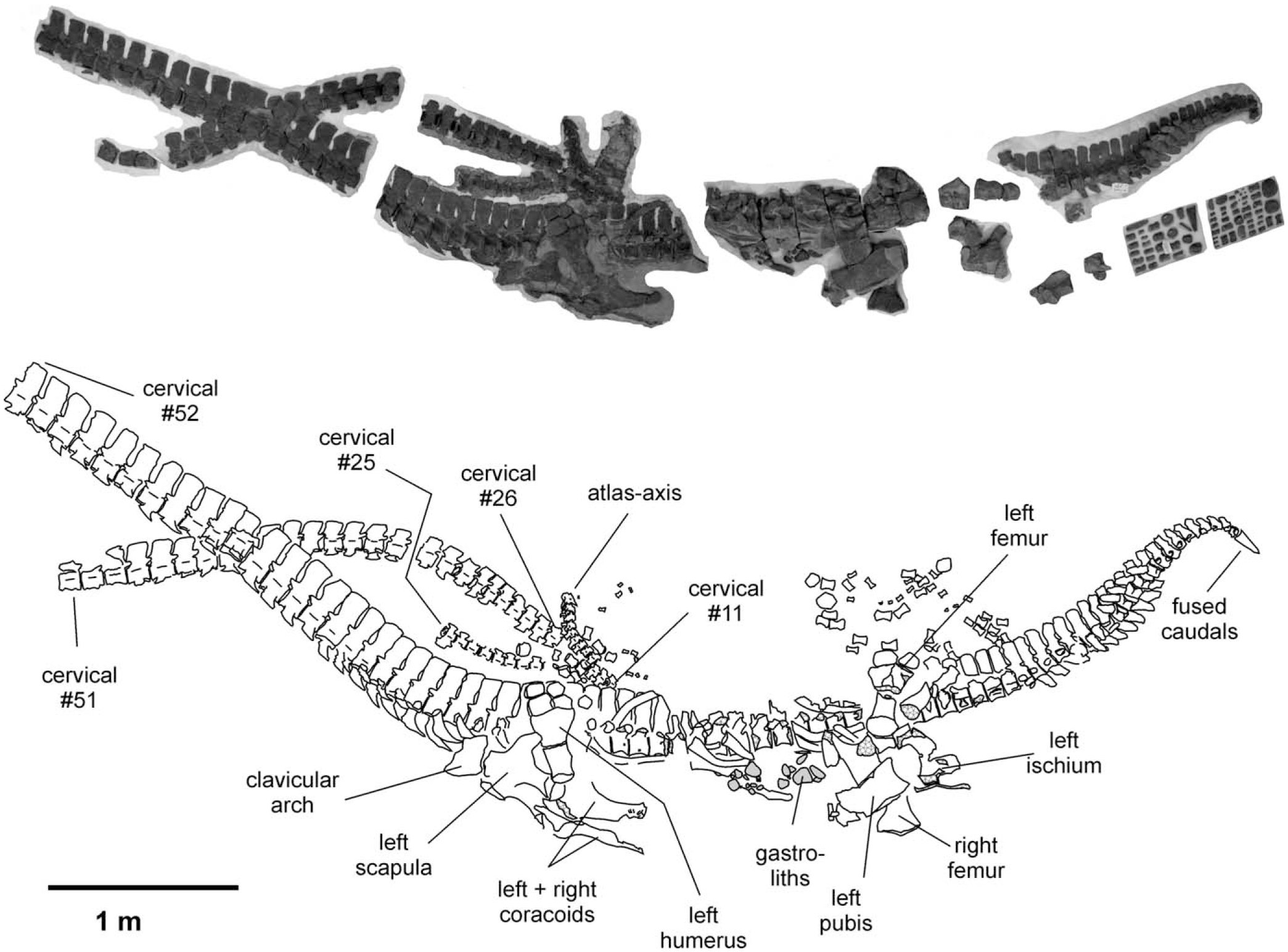 Albertonectes vanderveldei, a New Elasmosaur (Reptilia, Sauropterygia ...