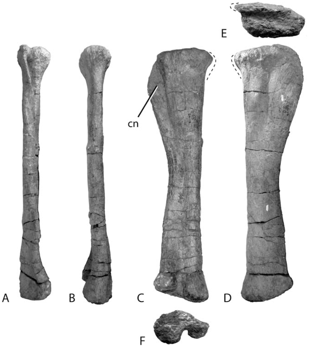 The Beginning of the Sauropod Dinosaur Hiatus in North America ...