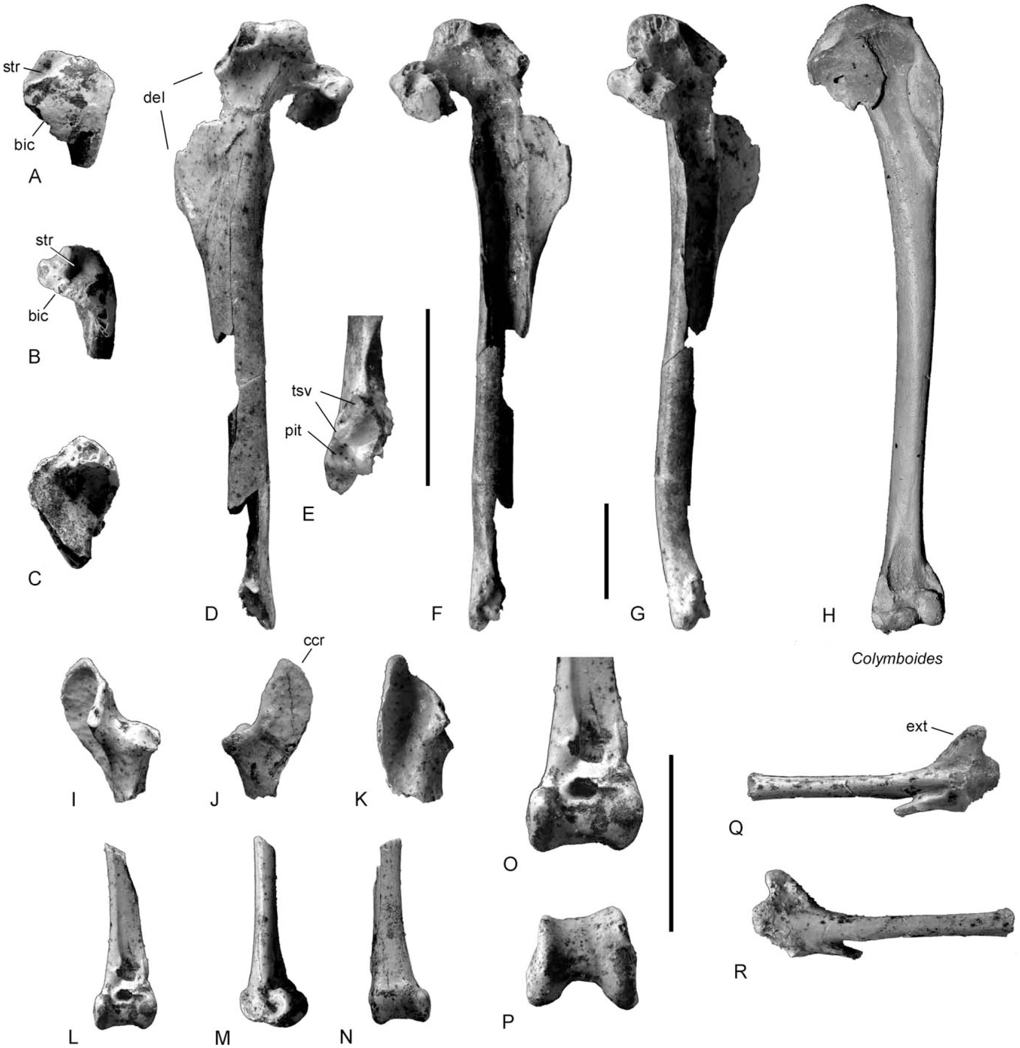 A New Genus and Species of Pelagornithidae with Well-Preserved ...