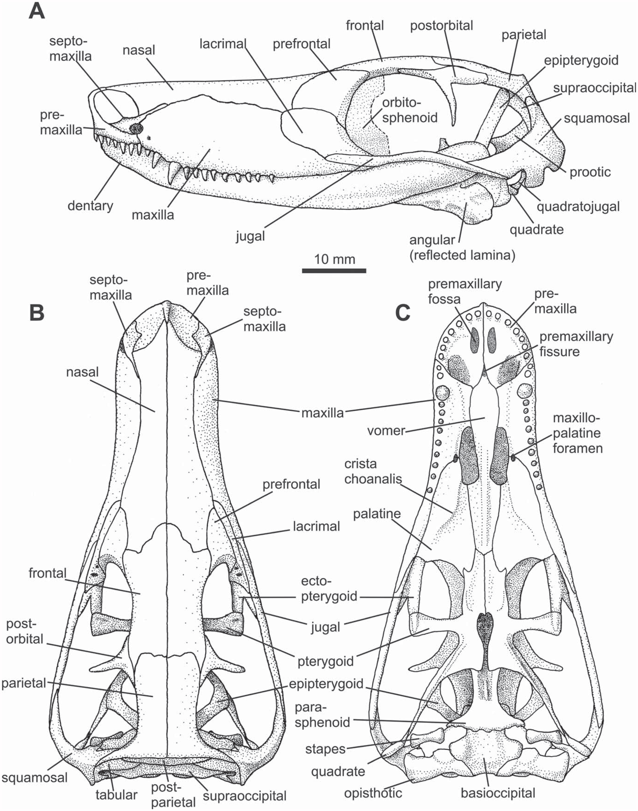 Reassessment of the Morphology and Paleobiology of the Therocephalian ...