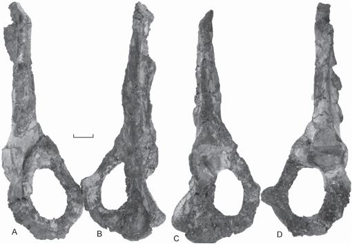 A Nearly Complete Skeleton of Ernanodon (Mammalia, Palaeanodonta