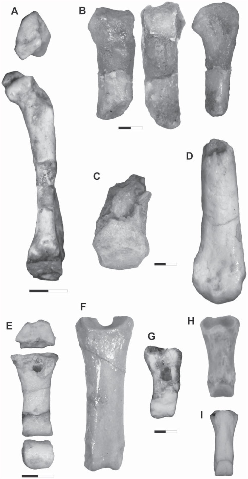 Postcranial Morphology of Notopithecus Ameghino, 1897 (Notoungulata ...