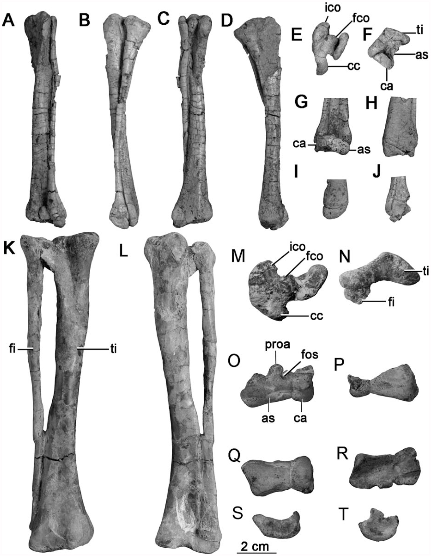 Postcranial Anatomy of Jeholosaurus shangyuanensis (Dinosauria ...