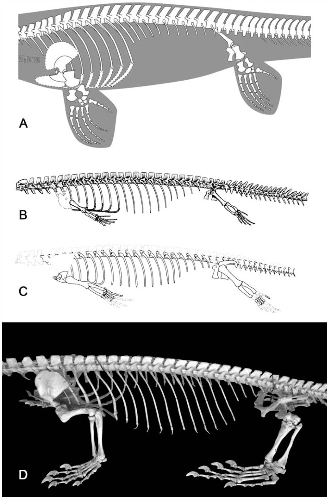 Platecarpus Tympaniticus (Squamata, Mosasauridae): Osteology of an ...