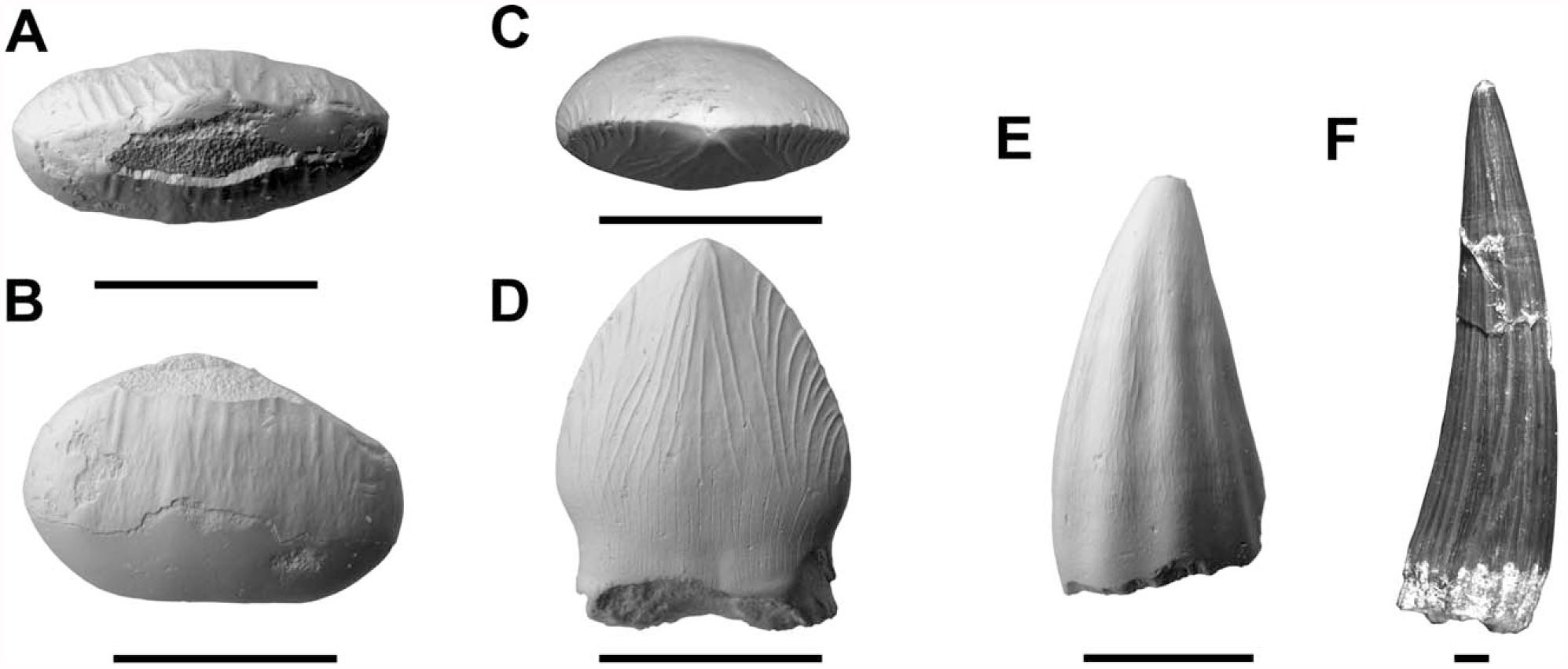 Vertebrate Paleontology of the Cloverly Formation (Lower Cretaceous), I ...