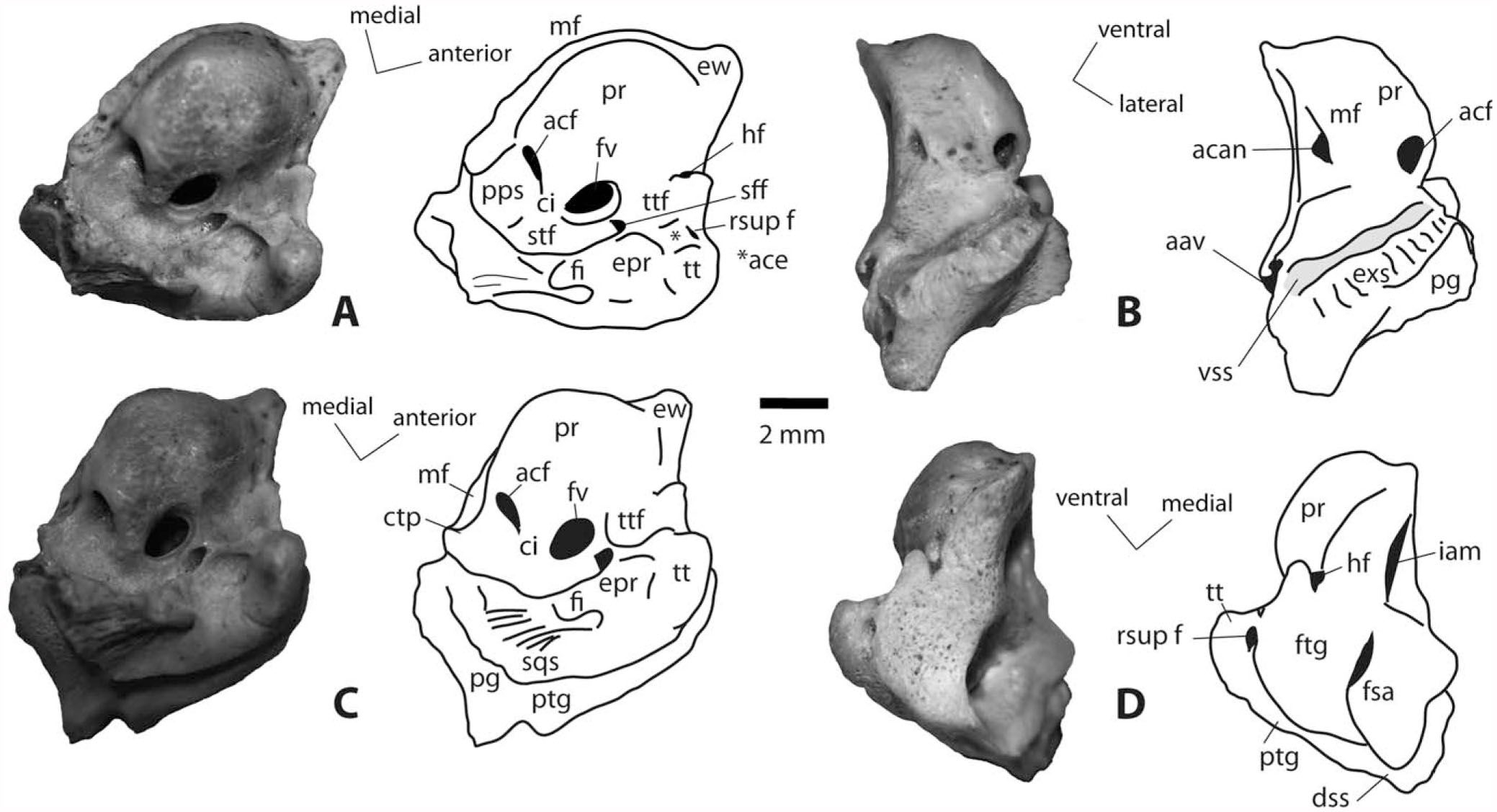 External and Internal Anatomy of a Petrosal from the Late Paleocene of ...