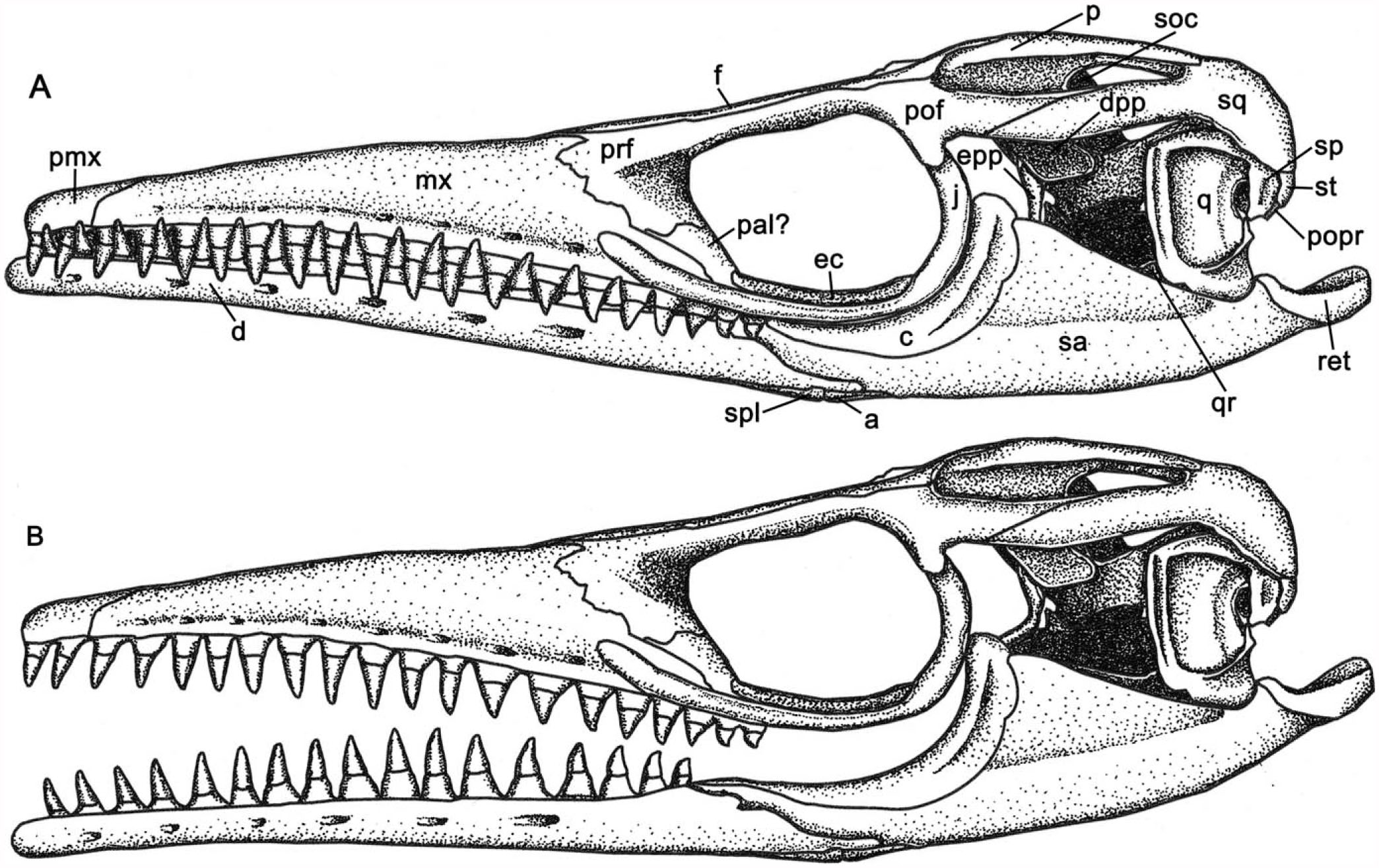 Aquatic Adaptation, Cranial Kinesis, and the Skull of the Mosasaurine ...