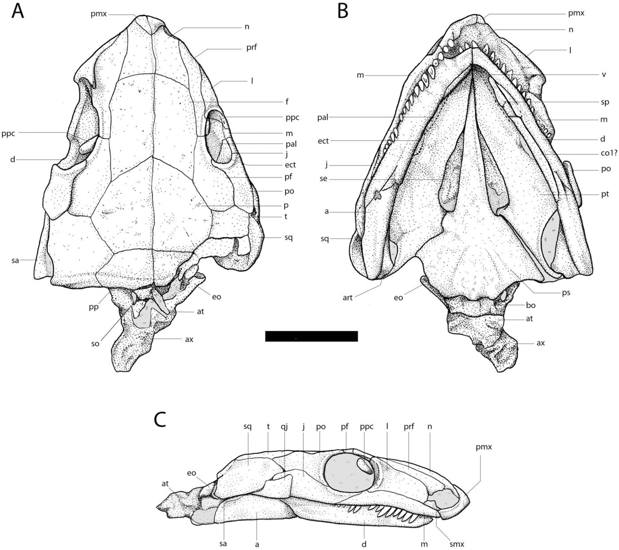 Cranial Morphology Of Recumbirostrans (lepospondyli) From The Permian 