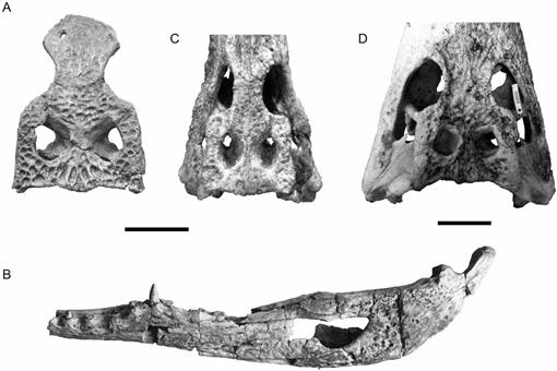 New Specimens of ‘Crocodylus’ Pigotti (Crocodylidae) from Rusinga ...