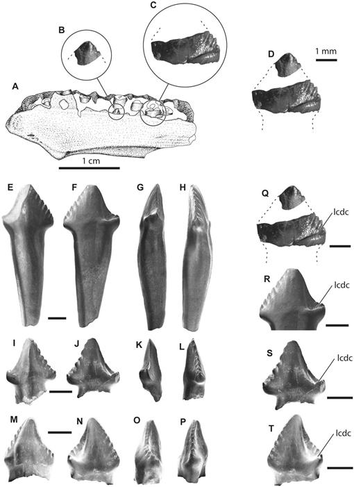 New Data on the Diversity and Abundance of Small-Bodied Ornithopods ...