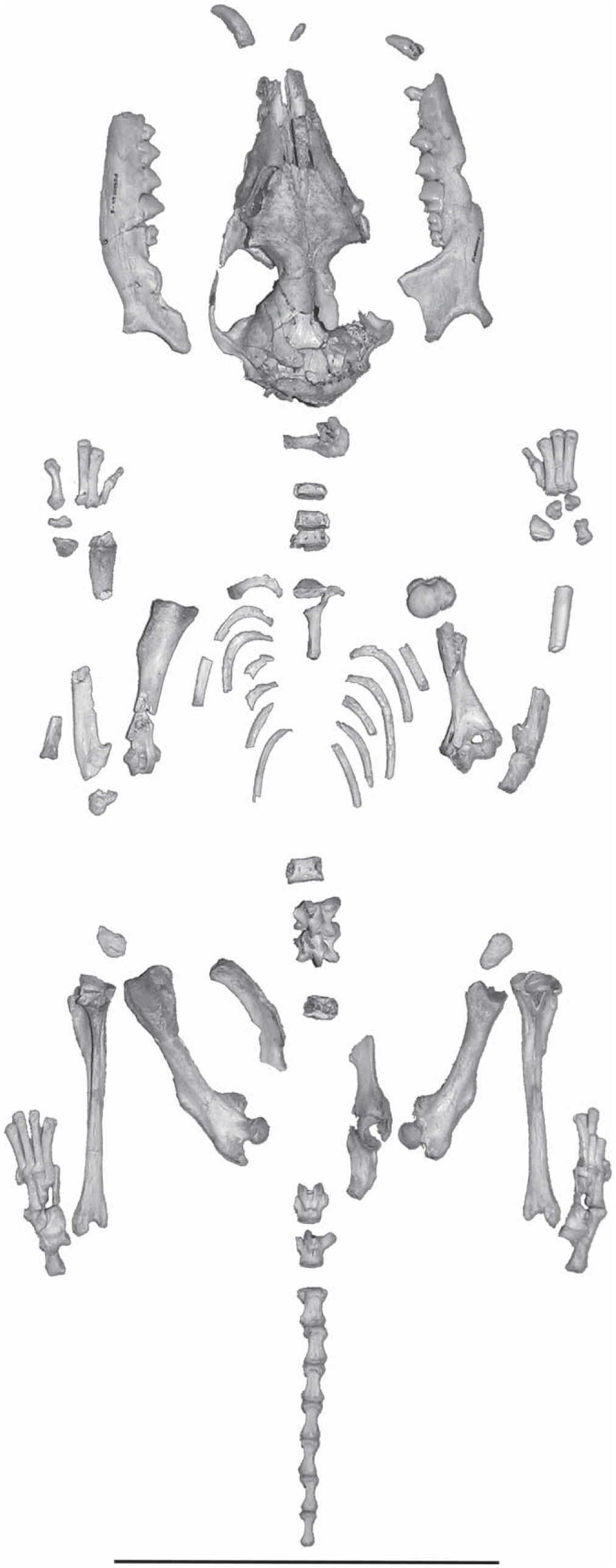 A New Skeleton of the Giant Hedgehog Deinogalerix from the Miocene of ...