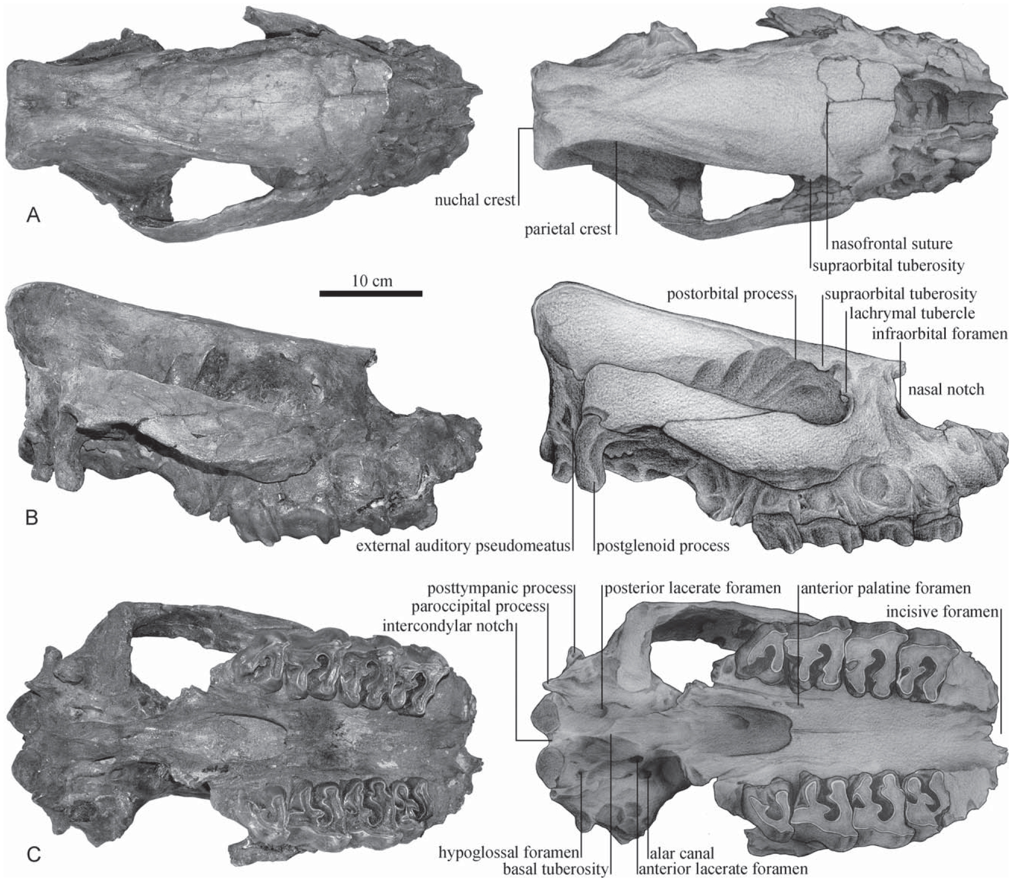 A New Species of Aceratherium (Rhinocerotidae, Perissodactyla) from the ...