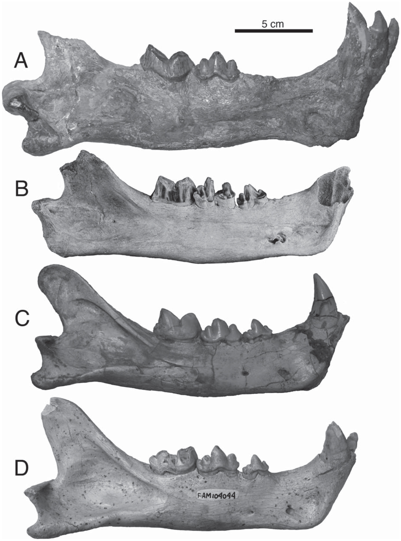 Machairodont Adaptations and Affinities of the Holarctic Late Miocene ...