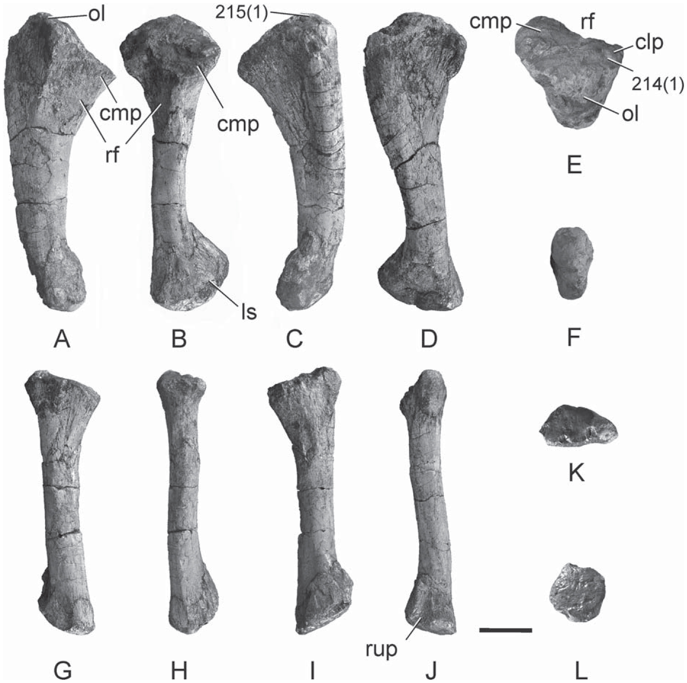 Postcranial Anatomy And Phylogenetic Relationships Of Mussaurus 