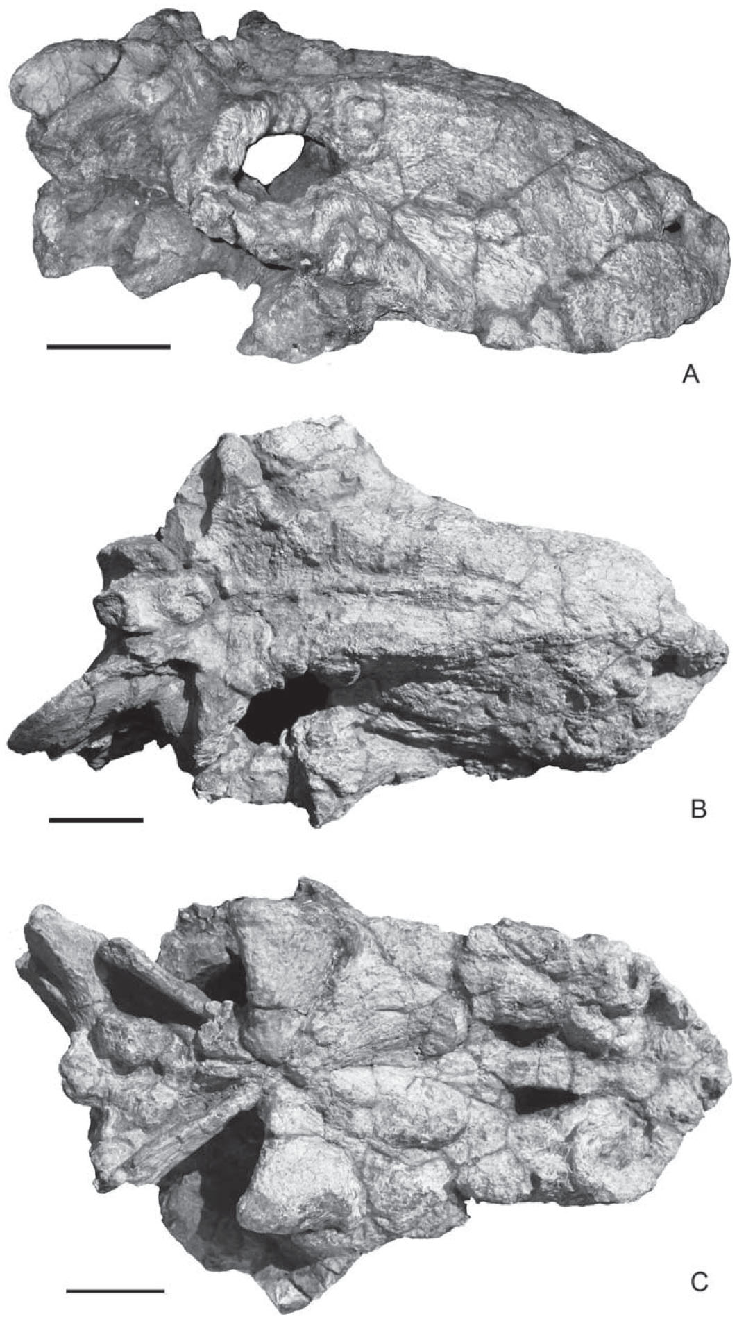 Osteology, Ontogeny, and Phylogenetic Position of Sinophoneus ...