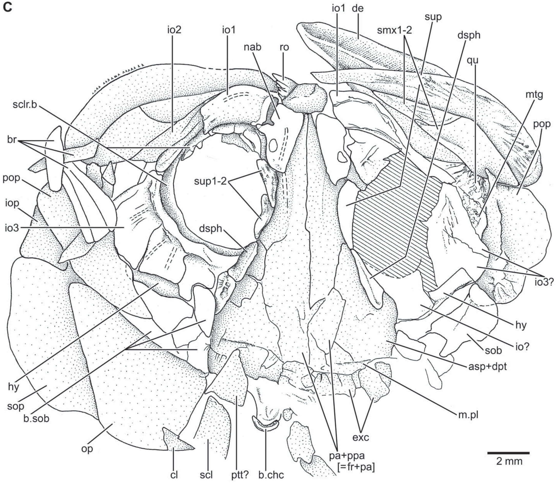 Morphology, Taxonomy, and Phylogeny of Triassic Pholidophorid Fishes ...