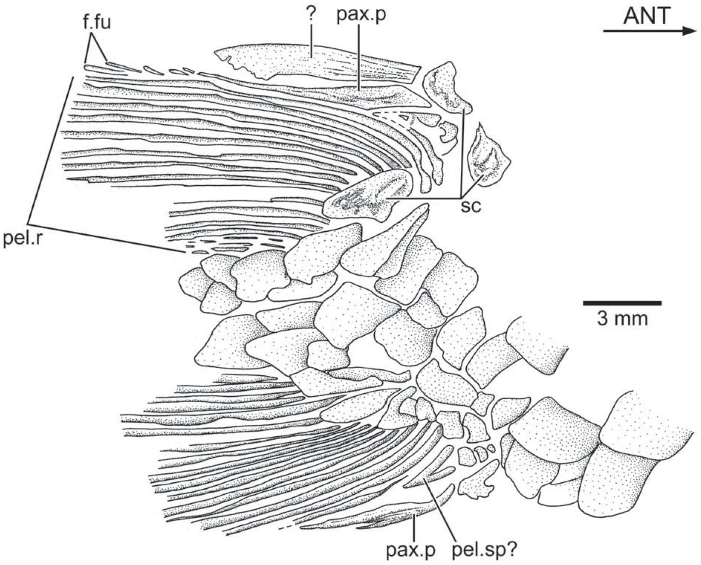 Morphology, Taxonomy, and Phylogeny of Triassic Pholidophorid Fishes ...