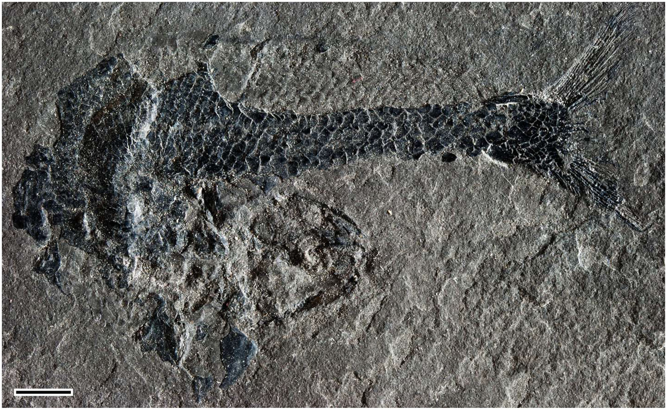 Morphology, Taxonomy, and Phylogeny of Triassic Pholidophorid Fishes ...