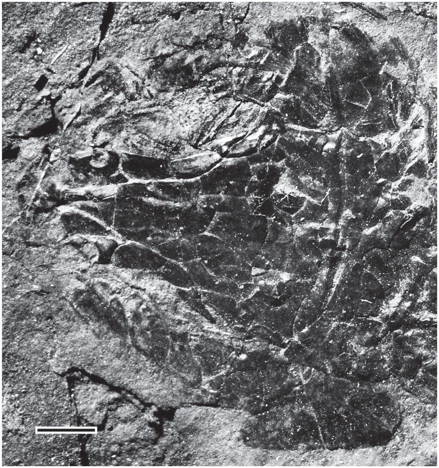 Morphology, Taxonomy, and Phylogeny of Triassic Pholidophorid Fishes ...