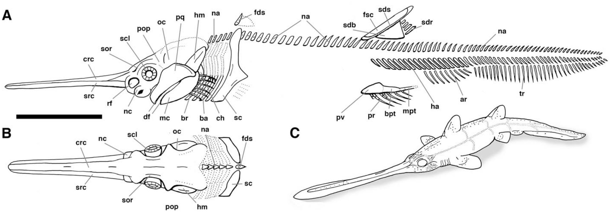 The Long-Rostrumed Elasmobranch Bandringa Zangerl, 1969, and Taphonomy ...