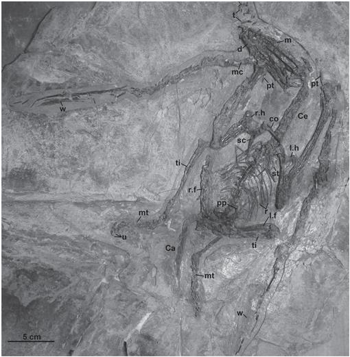 The Vertebrates of the Jurassic Daohugou Biota of Northeastern China