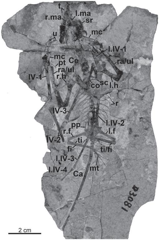 The Vertebrates of the Jurassic Daohugou Biota of Northeastern China