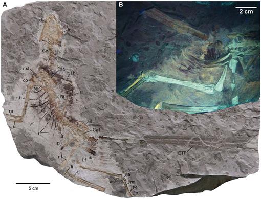 The Vertebrates of the Jurassic Daohugou Biota of Northeastern China