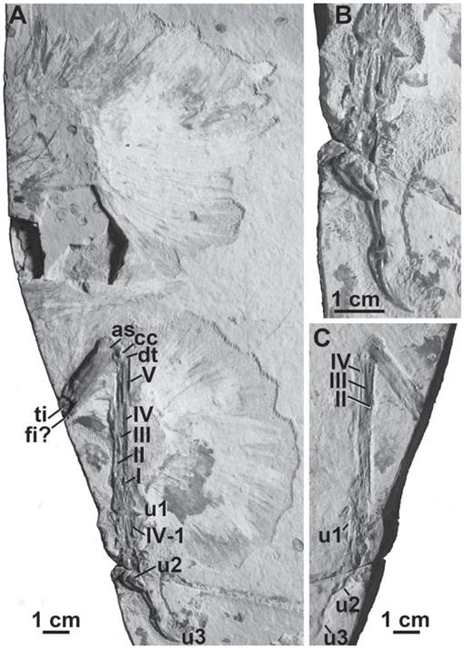 The Vertebrates of the Jurassic Daohugou Biota of Northeastern China