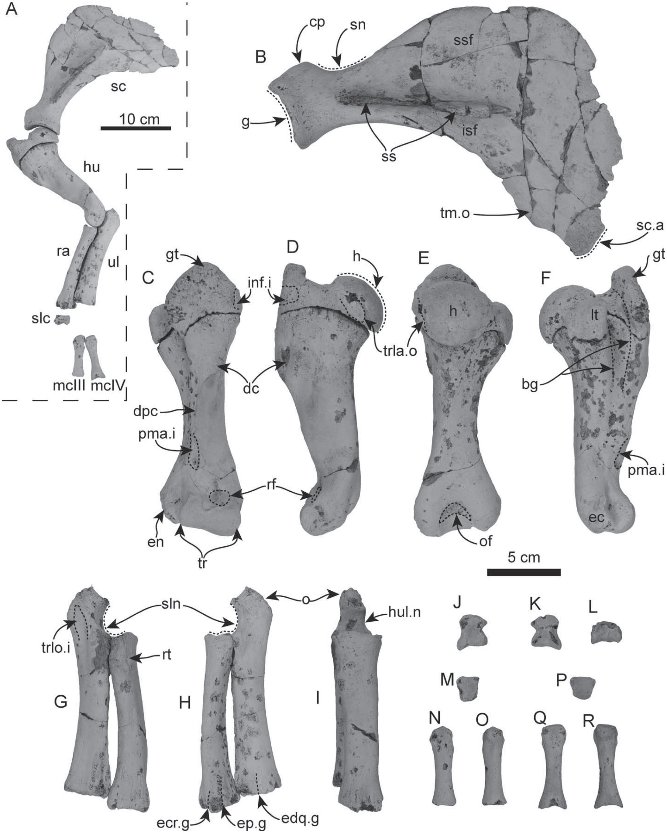 Fossil Sirenia of the West Atlantic and Caribbean Region. ix ...