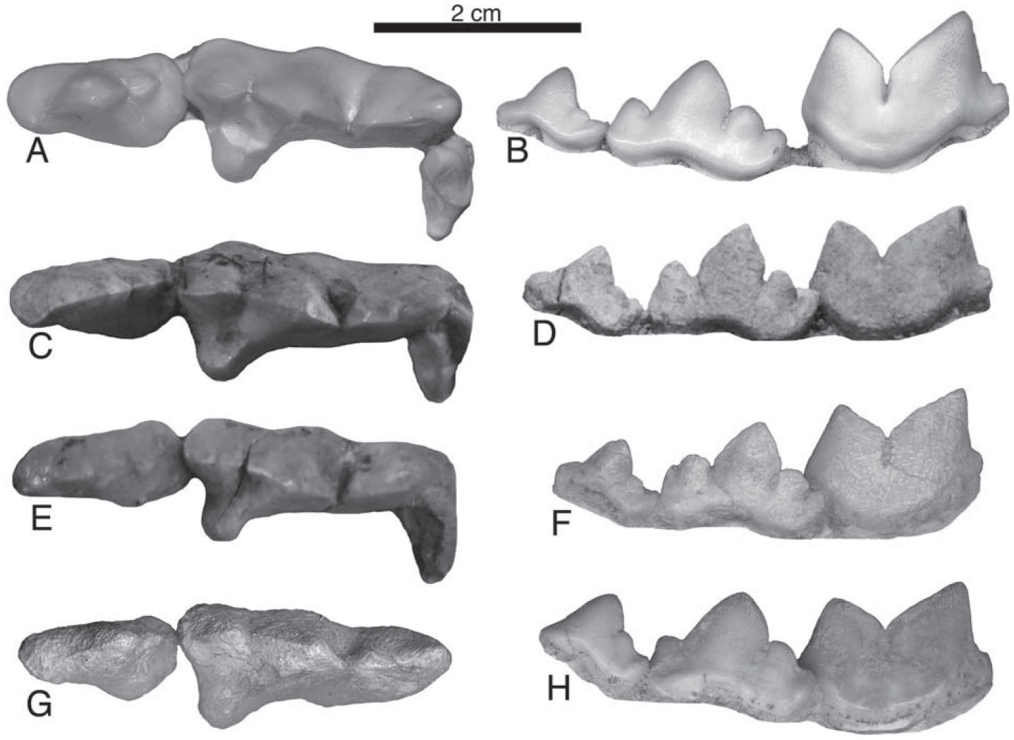 Promegantereon ogygia (Felidae, Machairodontinae, Smilodontini) from ...