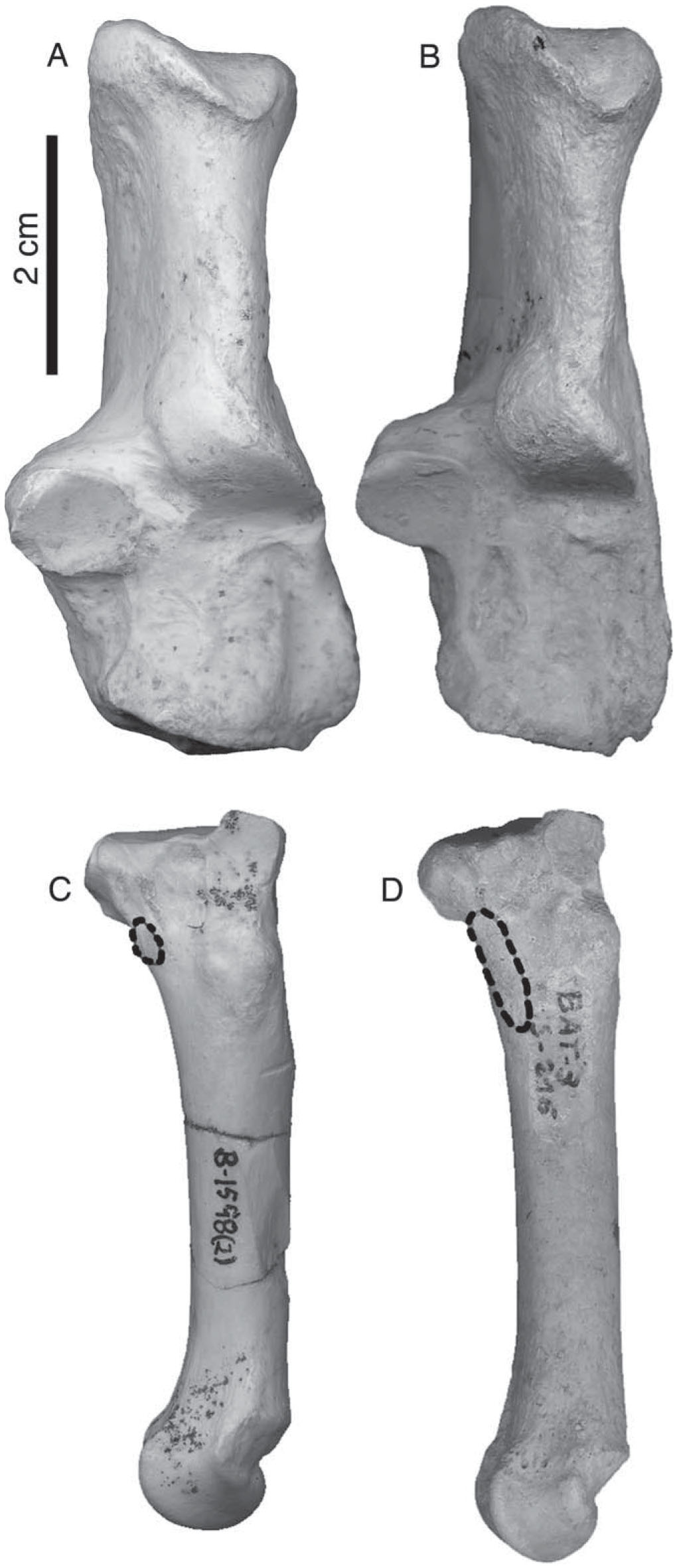 Promegantereon ogygia (Felidae, Machairodontinae, Smilodontini) from ...