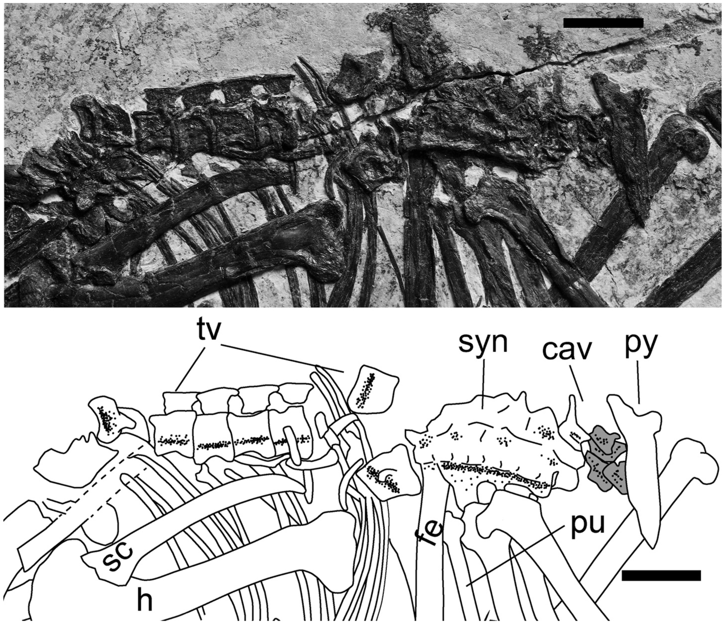 Solved 14. What is another name for the wishbone? a. Furcula