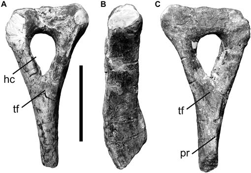 Zby atlanticus, a New Turiasaurian Sauropod (Dinosauria, Eusauropoda ...